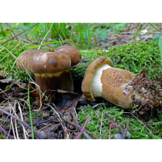 Мицелий Свинушки толстой (Tapinella atrotomentosa)